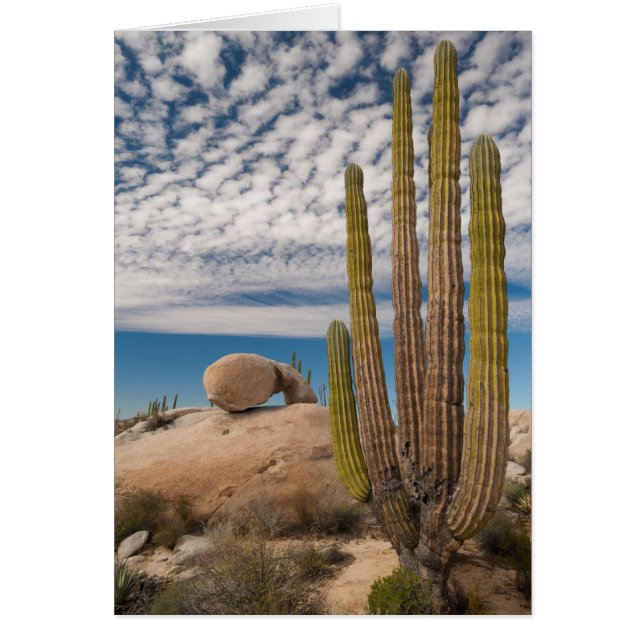 Cactus En Escenario Desértico (Frente)