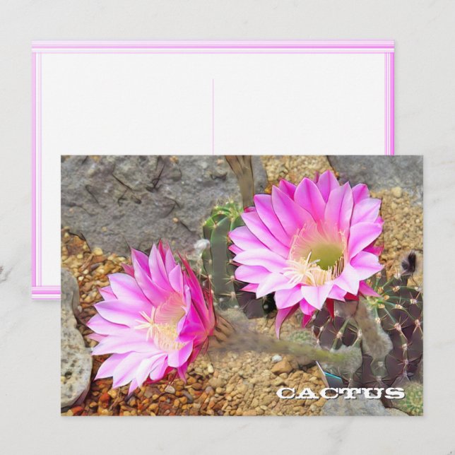 Cactus: Flat Card (Anverso / Reverso)