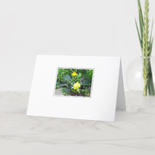 Cactus florece con la tarjeta de felicitación en b