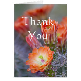 Cactus florece en Naranja Gracias tarjeta