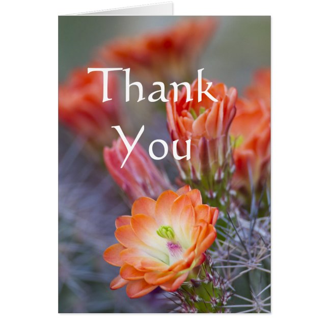 Cactus florece en Naranja Gracias tarjeta (Frente)