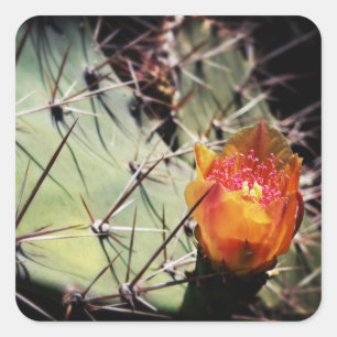 Cactus Flower - Pegatinas