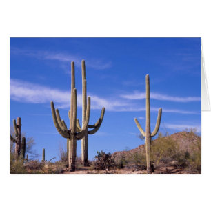 Cactus gigante saguaro multi bravo, Saguaro