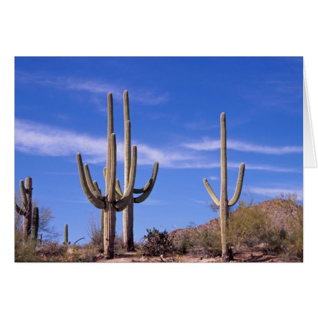 Cactus gigante saguaro multi bravo, Saguaro (Anverso (Horizontal))