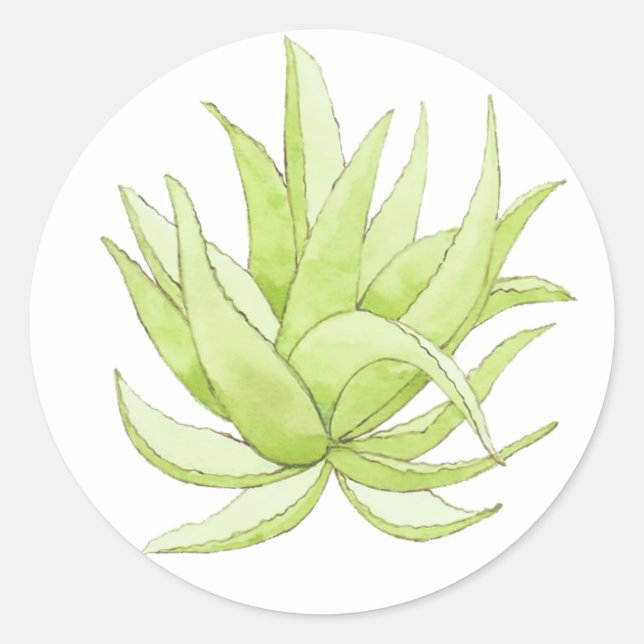 cactus pegatina aloe vera (Anverso)