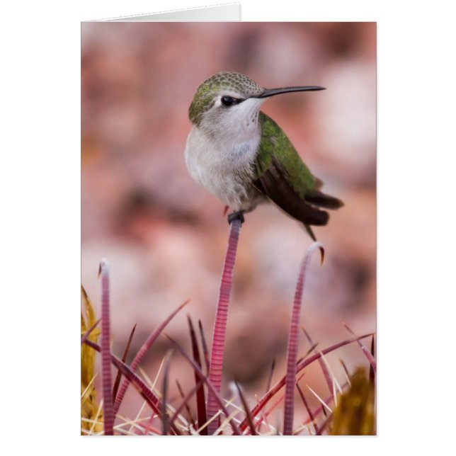Cactus Roosting (Frente)