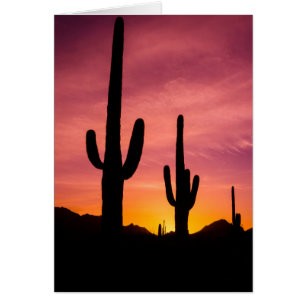 Cactus saguaro al amanecer, Arizona