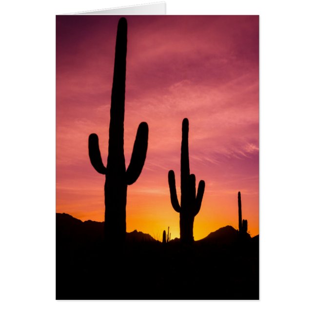 Cactus saguaro al amanecer, Arizona (Frente)