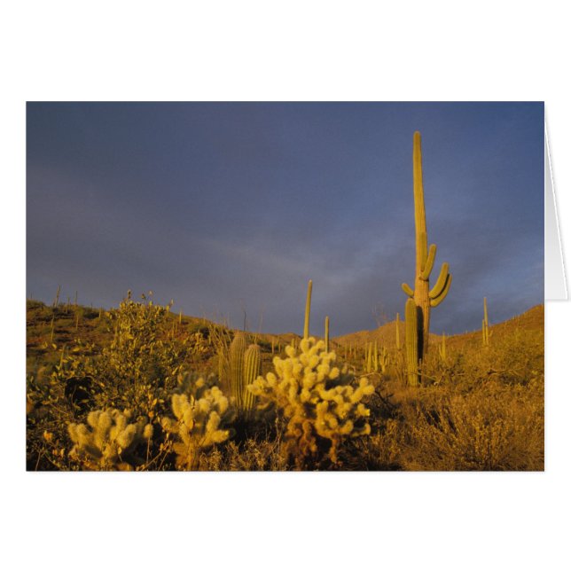 cactus saguaro, Carnegiea gigantea, y teddy (Anverso (Horizontal))