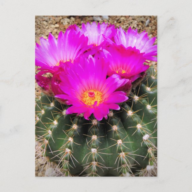 Cactus：Tarjeta postal (Anverso)