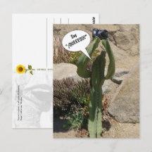 Cactus Turista, Di QUEEESO - postal