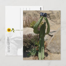 Cactus Turista - postal