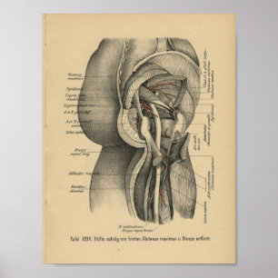Cadera de la pierna de la impresión de la anatomía