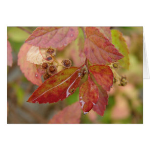 Cae la lluvia en las hojas del otoño