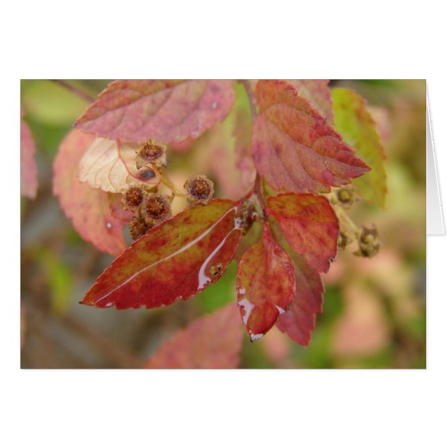Cae la lluvia en las hojas del otoño (Anverso (Horizontal))