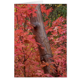 caer de rosa en Sedona