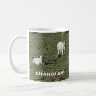 Café Charolais se acobardan y la taza de los becerros