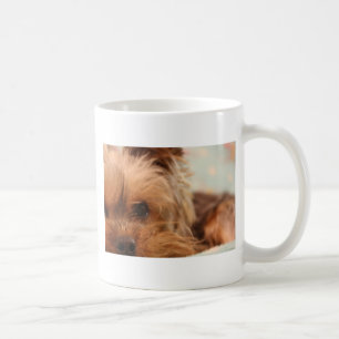 Café perrito del yorkie de la taza de té