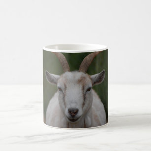 Café Taza blanca de la cabra