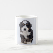 Taza de Bernedoodle