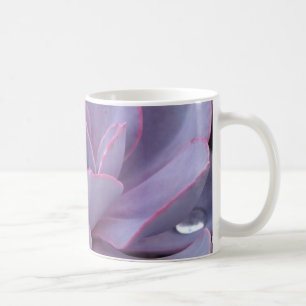 Café Taza de Echeveria "Perle von Nurnberg"