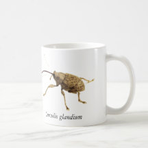 Taza de Gorgojo de Bellota