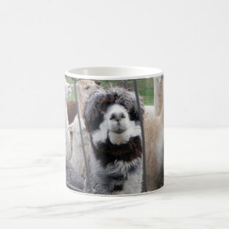Café Taza de la alpaca:)