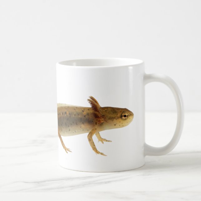 Café Taza de la larva del Newt (Derecha)