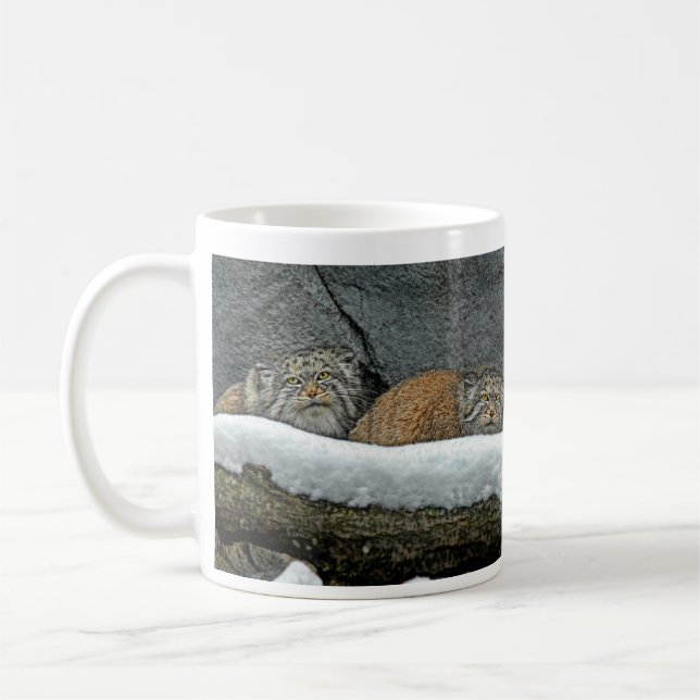 Café Taza de la nieve de los gatos de Pallas (Izquierda)