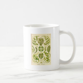 Café Taza de las algas verdes