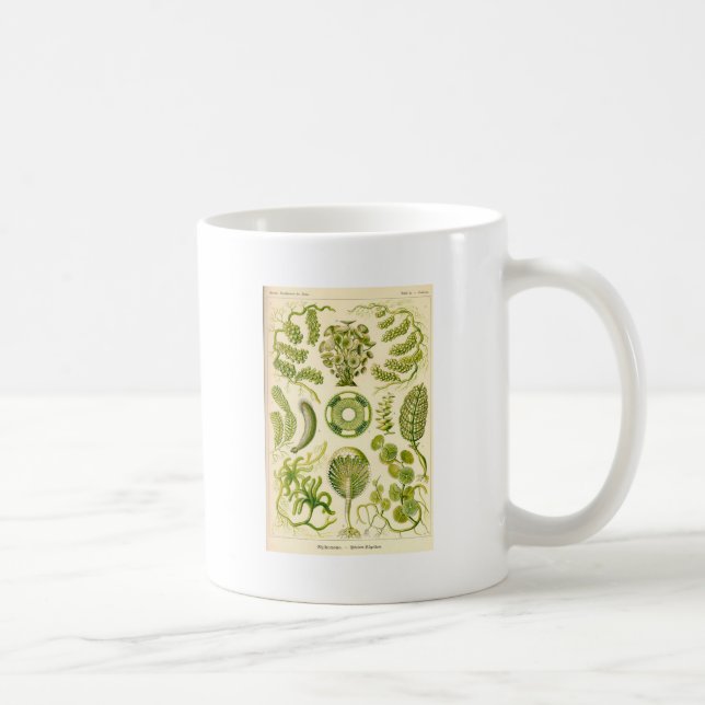 Café Taza de las algas verdes (Derecha)