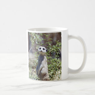 Café Taza de Meerkat