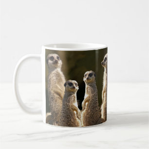 Café Taza de Meerkat