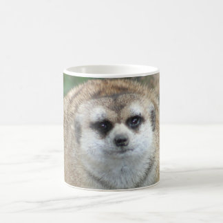 Café Taza de Meerkat