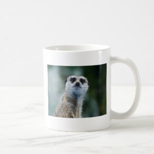 Café Taza de Meerkat