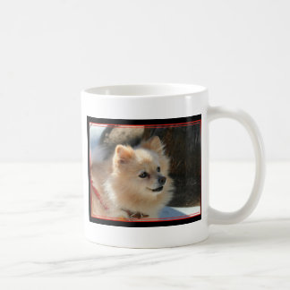 Café Taza de Pomeranian