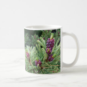 Café Taza del cono del pino de Whitebark