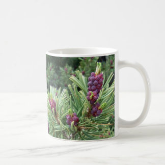 Café Taza del cono del pino de Whitebark