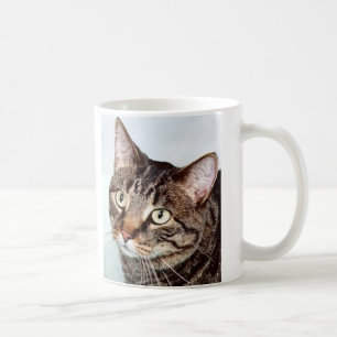 Café Taza del gato de Briggs