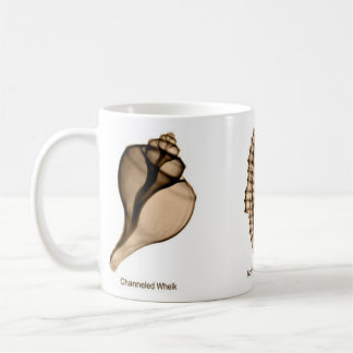 Café Taza del Seashell de la radiografía con bucino, el