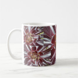 Café Taza del succulent de Zwartkop del Aeonium
