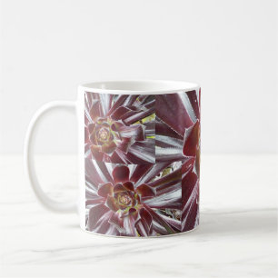 Café Taza del succulent de Zwartkop del Aeonium