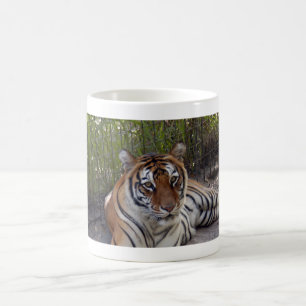 Café Taza del tigre de Bengala 003
