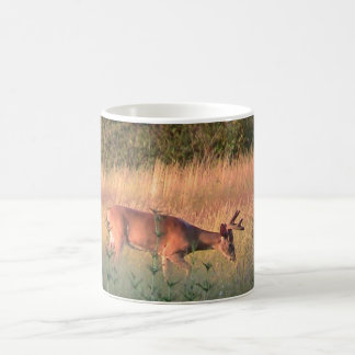 Café Taza del venado de cola blanca