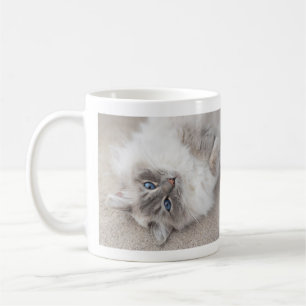 Café Taza linda del gato de Ragdoll