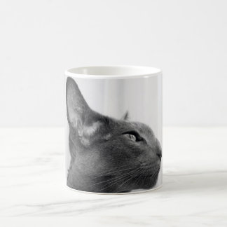 Café Taza oriental del gato de Shorthair