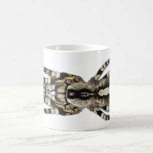 Café Taza - regalis de Poecilotheria (Ornamental indio)