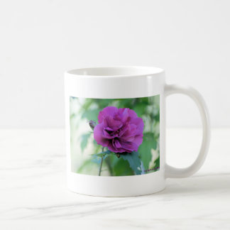 Café Taza Rosa de Sharon