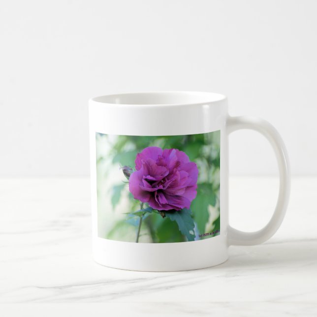 Café Taza Rosa de Sharon (Derecha)