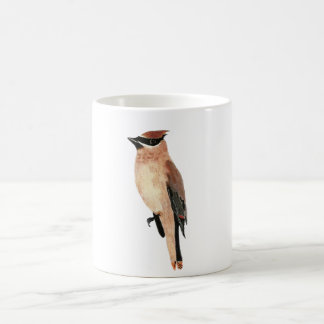 Café Waxwing de cedro de la taza